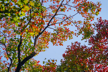 The colorful trees in autumn