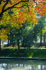 Naklejka premium The colorful trees in autumn