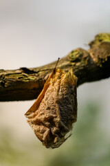 Close-up of a butterfly cocoon on a branch.
