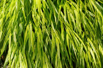 Green reeds. Natural background. Plant close-up.
