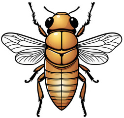 cicada