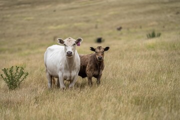 Obraz premium cows eating in a field on farmland on an agricultural farm in springtime
