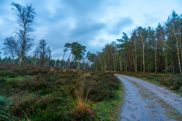 Fototapeta premium Track over heath landscape of Kroondomein Het Loo (king's estate) near Vaassen on the Veluwe (The Netherlands)
