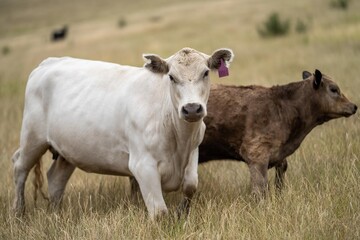 portrait of beef Cows grazing on green grass in spring, in Australia. milking cow in a field on an agriculture farm