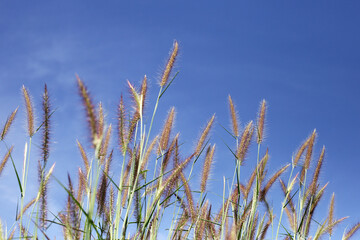 Grass flowers with blue sky