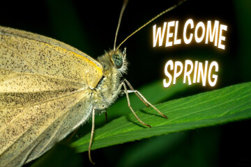 Butterfly feeding on the blossoms and buds in a sunny garden, with defocused background. Welcome...