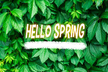 Hello Spring springtime, green spring background. Texture green salad