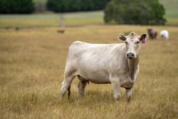 portrait of beef Cows grazing on green grass in spring, in Australia. milking cow in a field on an...