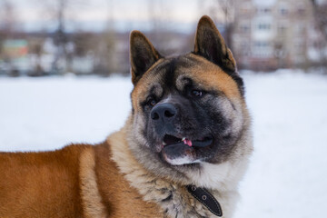 Portrait of american akita adult male dog. Gold-colored american akita in winter park.