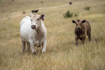 Obraz premium Portrait of cows in a field. Herd of cattle close up. White and brown cows. Australian Sustainable Beef steers on a agricultural farm in Australia in summer