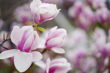 Blooming magnolia tree in spring, pastel background