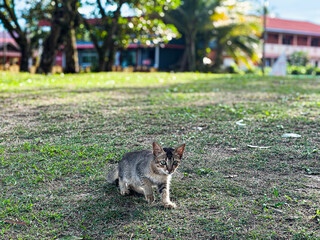 Obraz na płótnie Canvas Cat sitting on a grass at the beach on Pantai Cempaka, Kuantan Pahang, Malaysia.