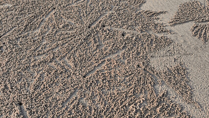Sand texture with sand bubbler crabs. These patterns are created when sand bubbler crabs are looking for food in the damp sand at the beach in Pantai Anak Air Kuantan Pahang. - obrazy, fototapety, plakaty