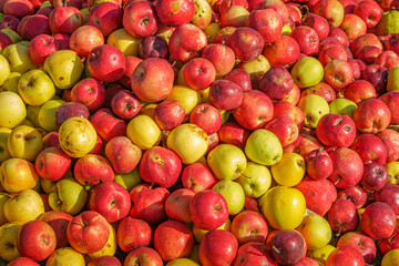 Red and yellow apples. October apple harvest in Armenia