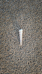 An image that focuses on 1 seashell on a beach sand at Pantai Anak Air Kuantan Pahang.