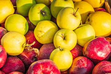 A pile of red and yellow apples. October apple harvest in Armenia