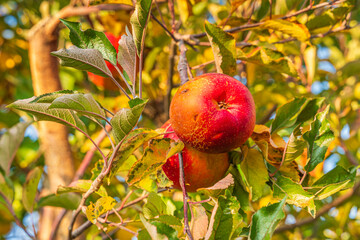 October apple harvest in Armenia