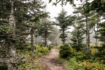 Fototapeta na wymiar Mountain scenic trail after rain Green forest hill covered by fog Cape Breton Highlands National Park Nova Scotia Canada