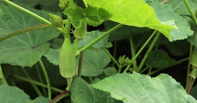 Okra vegetable. Bhindi. Bendi. Abelmoschus esculentus. Lady's fingers. Nature background.