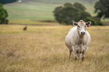 Portrait of cows in a field. Herd of cattle close up. White and brown cows. Australian Sustainable Beef steers on a agricultural farm in Australia in summer