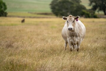 portrait of beef Cows grazing on green grass in spring, in Australia. milking cow in a field on an agriculture farm
