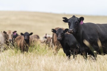 cow in a field, herd of cows in a paddock in a dry summer drought in australia and new zealand - obrazy, fototapety, plakaty