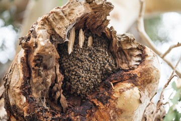 bee hive in a red gum tree hollow on a farm in australia. native bee hive with honey in a swarm