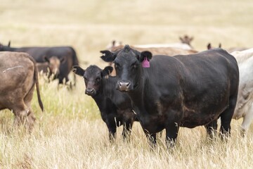Naklejka na ściany i meble Stud Beef bulls, cows and calves grazing on grass in a field, in Australia. breeds of cattle include speckled park, murray grey, angus, brangus and wagyu on long pasture in spring