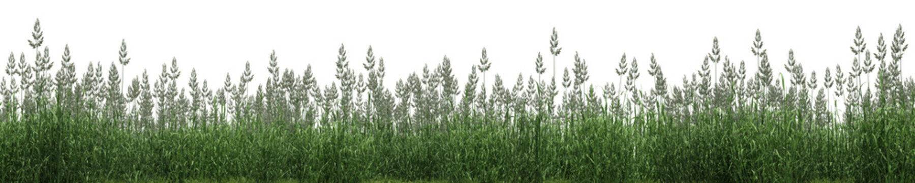 Phalaris arundinacea or Reed canary grass field in nature, meadow in springtime, Tropical forest isolated on transparent background - PNG file, 3D rendering illustration for create and design or etc