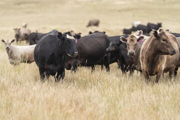 beef cattle grazing on pasture. Grass fed murray grey, angus and specked park in south west...