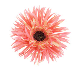 Coral and yellow flower of gerbera pink springs isolated on white or transparent background. Top view.
