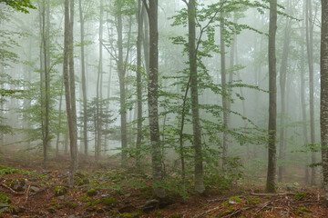 Beautiful beech tree forest landscape with morning mist.