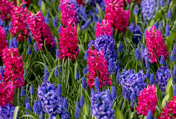 purple and blue hyacinths blooming in a garden