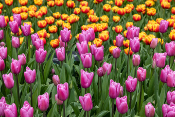 Yellow and purple tulips blooming in a garden