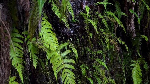 Tropical Fern on a hike in madeira during a rainy day