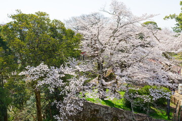 彦根城の満開の桜　滋賀県彦根市にて