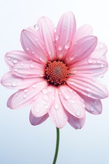 Vertical pink gerbera flower with long stem isolated over white background.