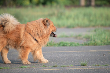 Fototapeta premium A beautiful chow-chow dog on a walk in the summer.