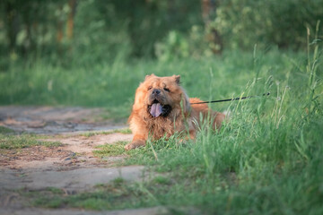 Fototapeta premium A beautiful chow-chow dog on a walk in the summer.