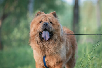 A beautiful chow-chow dog on a walk in the summer.