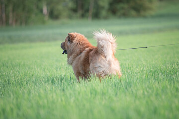 Fototapeta premium A beautiful chow-chow dog on a walk in the summer.