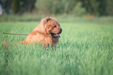 Fototapeta premium A beautiful chow-chow dog on a walk in the summer.