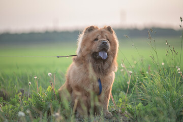 A beautiful chow-chow dog on a walk in the summer.