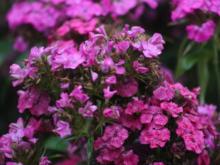 Purple flowers on a background of green leaves and plants