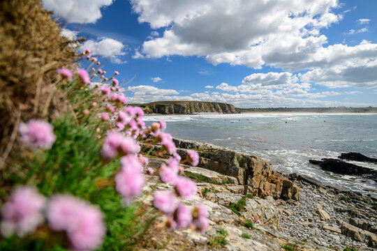 France, Brittany, Plage de Goulien beach with blooming wildflowers in foreground