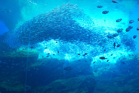 水族館の魚たち　仙台　うみの杜水族館　絵本　スイミーのような