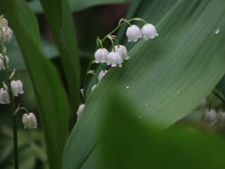 Lily of the valley flowers on a background of grass and a large leaf