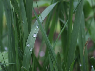 Green grass with raindrops on it