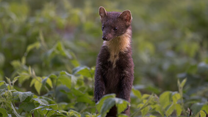 Martre des pins dans la rosée du matin