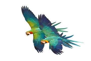 Colorful flying parrots isolated on transparent background png file